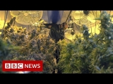 Cannabis boom: Why Oklahoma is a ‘wild wild west’