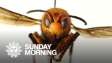 Invasion! Asian giant hornets have arrived